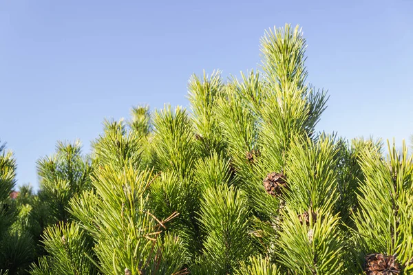 Grön gran grenar med nålar och bruna kottar. Julgran i naturen. Grön gran och blå himmel. — Stockfoto