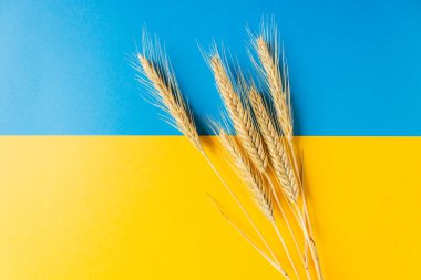 Ulusal bağımsızlık bayrağında buğday kulakları. Ukrayna. Özgürlük mavi ve enerji dolu sarı renkler.