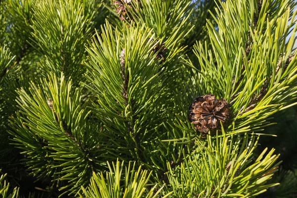 Groene sparren takken met naalden en bruine kegels. Kerstboom in de natuur. Groene sparren. Spar close-up. — Stockfoto