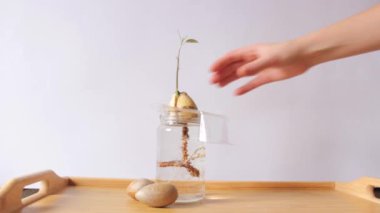 Kadınların elleri uzun köklü bir avokado tohumu tutar. Su kavanozunun ve ahşap masanın üzerinde.