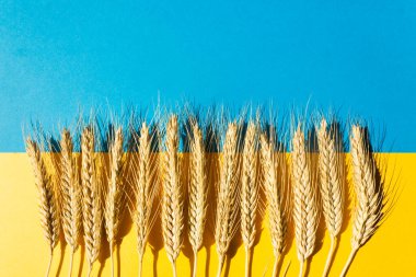 Ukrayna bayrağında buğday kulakları. Yukarıdaki mavi gökyüzü, aşağıdaki sarı buğday tarlası..