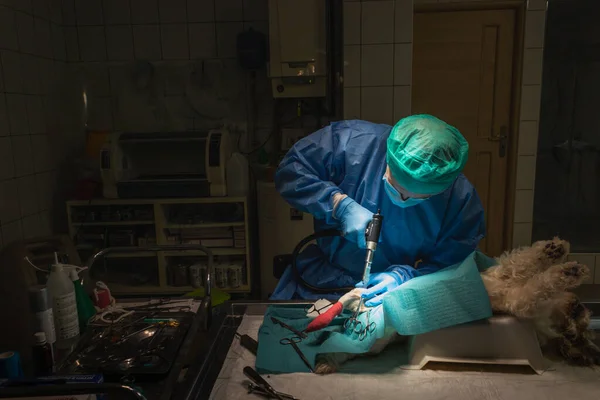 Lekarz weterynarii w trakcie operacji na nodze psa. Lekarz weterynarii w niebieskich rękawiczkach, masce, czapce i sukni. — Zdjęcie stockowe
