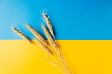 Ulusal bağımsızlık bayrağında buğday kulakları. Ukrayna. Özgürlük mavi ve enerji dolu sarı renkler.