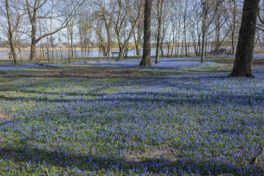 Bahar ormanında mavi çiçek halısı. Proleska ya da Scylla - mavi kar damlası, ilk bahar çiçekleri.