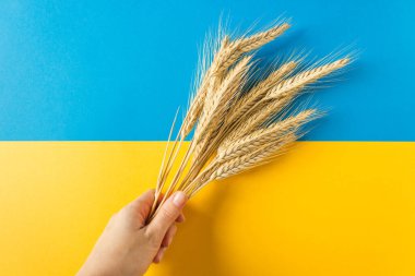 Kadınlar, mavi ve sarı arka planda bir buğday demetini tutarlar. Ukrayna Ulusal Bayrağı.