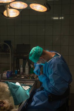 Veteriner cerrahı bir köpeğin bacağını ameliyat ediyor. Mavi eldivenli, maskeli, kepli ve cüppeli veteriner..