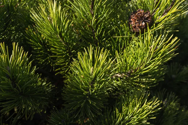 Grön gran grenar med nålar och bruna kottar. Julgran i naturen. Grön gran. Gran på nära håll. — Stockfoto
