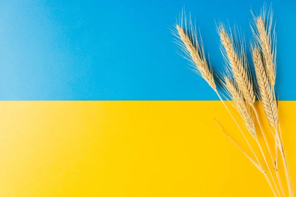 Ears of wheat on the national flag of independence Ukraine. Freedom blue and energizing yellow colors.