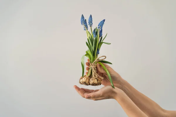 Womans hands holds a bunch of blue muscari flowers with bulbs. Isolated on white background. — Foto de Stock