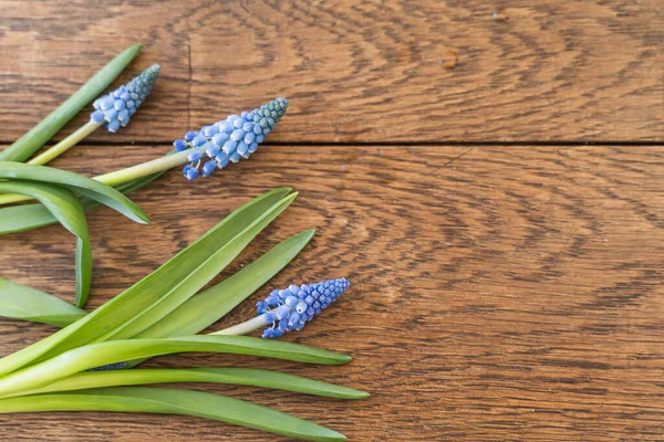 Ahşap arka planda yeşil yapraklı mavi muscari bahar çiçekleri. Ev bahçesi konsepti.