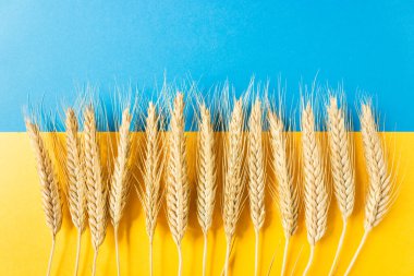 Ukrayna bayrağında buğday kulakları. Yukarıdaki mavi gökyüzü, aşağıdaki sarı buğday tarlası..