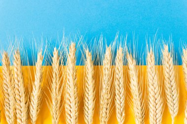 Ulusal bağımsızlık bayrağında buğday kulakları. Ukrayna. Yukarıdaki özgürlük mavisi gökyüzü, aşağıdaki sarı ise buğday tarlası. Ukrayna ünlü bir tarım ülkesidir..