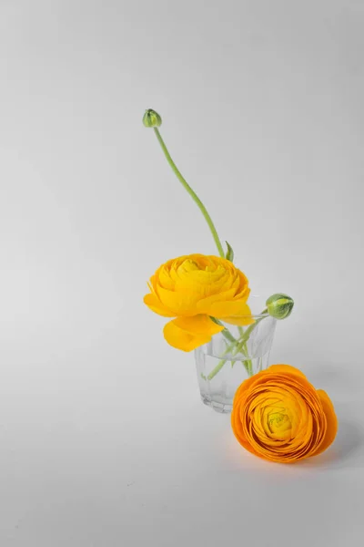 Composición Minimalista Dos Hermosas Flores Ranúnculo Amarillo Con Brotes Verdes — Foto de Stock
