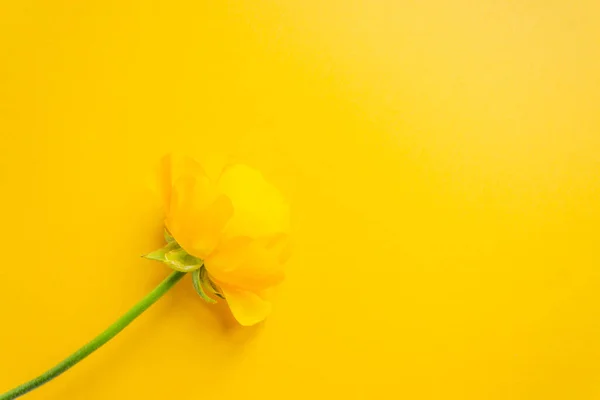 Una Hermosa Flor Ranúnculo Amarillo Con Tallo Verde Aislado Sobre — Foto de Stock