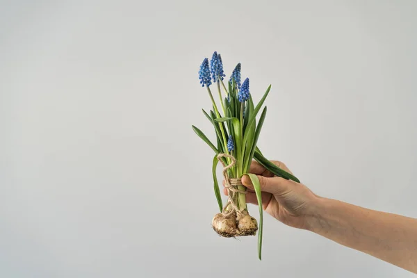 Mano Mujer Sostiene Ramo Flores Muscari Azul Con Bulbos Aislado — Foto de Stock