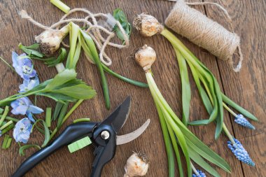 Çiçekçi çalışma masası, budanmış budama, iplik makarası ve tahta arka planda izole edilmiş bitki kırpıntıları. Çalışma sürecinden sonra. Ev bahçesi konsepti.