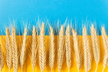 Ukrayna bayrağında buğday kulakları. Yukarıdaki mavi gökyüzü, aşağıdaki sarı buğday tarlası..