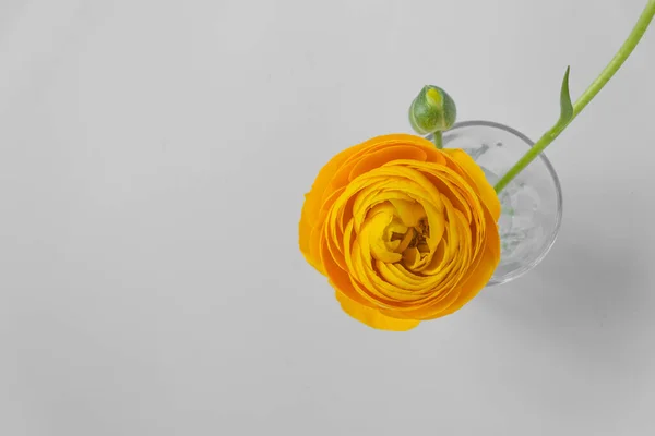 Vista Superior Hermosa Flor Ranúnculo Amarillo Cerca Con Brote Verde — Foto de Stock