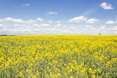 Parlak sarı çiçekli kolza tohumu tarlası ve beyaz bulutlu mavi gökyüzü. Bahar güneşli bir gün. Yeşil enerji için bitki. Ukrayna bayrağının renkleri. Ukaine Desteği.