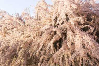 Tamarix ağacının pembe çiçek açan dalları - tamarisk, bahar bahçesinde tuz sedir ağacı. Seçici odaklanma. Pembe çiçekli arka plan. Çiçek konseptine sezonluk alerji.