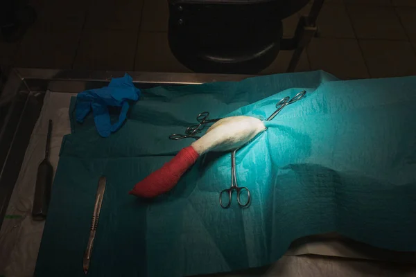 Przygotowanie Operacji Nodze Psa Ciemnej Sali Operacyjnej Szpitalu Dla Zwierząt — Zdjęcie stockowe