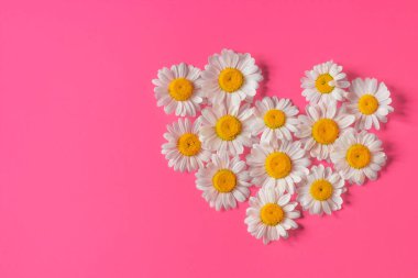 Kırmızı pembe arka planda izole edilmiş beyaz papatya çiçekleri kalp şeklinde. Aşkın sembolü. Yaz konsepti için moda renkleri.