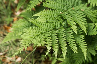 Yaz ormanında yabani yeşil eğreltiotu yaprakları. Doğa geçmişi. Orman yeşili yapraklar yakın. Doğal dokulu bitkilerin boşluğunu kopyala. 