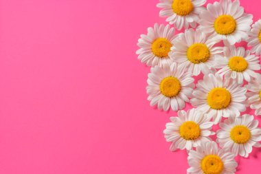 Kırmızı pembe arka planda izole edilmiş bir yığın papatya çiçeği. Yaz konsepti için moda renkler. Uzayı resme kopyala, düz yatay.