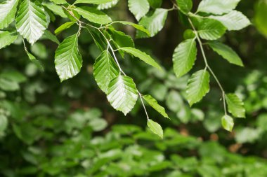 Soyut yeşil desenli yaprak arka planı. Tasarım için yaratıcı bir düzen. Metin için doğal arkaplan ve duvar kağıdı. Kapat..