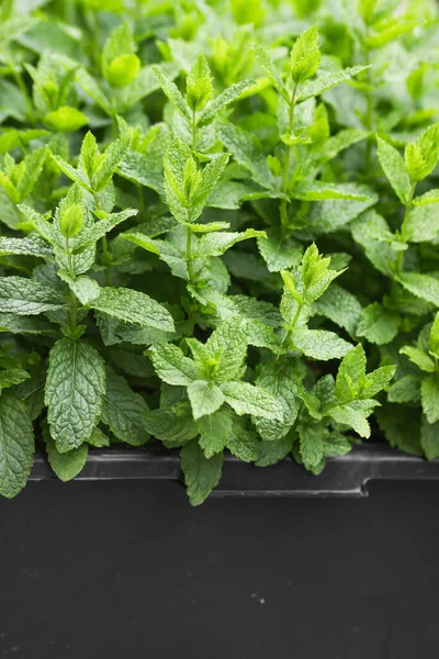 Mint plant growing in a black flowerpot at home. Green fresh mint leaves. Home gardening concept. Mint leaves for summer cocktails or hot tea, for cooking, for relax and anti stress medicine effect.