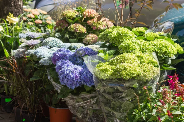 Blooming blue and green flowers hydrangea or hortensia on farmer market in Poland. Street flowers store for retail sell. Small business concept.