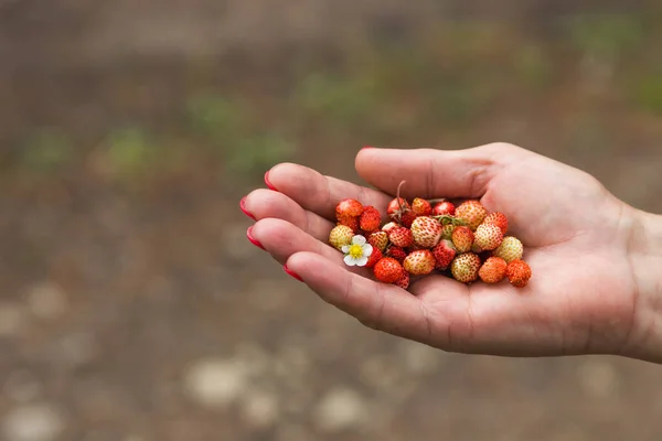 Senior womans hand holding wild red strawberries with flower over nature background. Summer harvesting. Old woman picking handful of wild strawberries in moutains forest. Healthy eating concept.