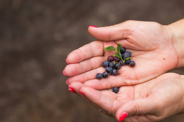 Senior womans hands holding wild blueberries with green leaves over nature background. Summer harvesting. Old woman picking handful of wild blueberries in moutains forest. Healthy eating concept.