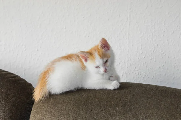 Red White Little Kitten Lying Top Sofa Cushion Home Having — Zdjęcie stockowe