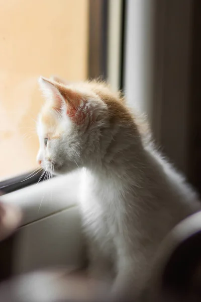 Curiosity Little White Kitten Red Head Sitting Windowsill Looking Out — Stockfoto