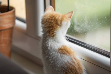 Meraklı küçük kırmızı beyaz kedi yavrusu pencere kenarında oturuyor ve pencereden yağmur damlalarına bakıyor. Arkadan bak. Yaz yağmurlu bir gün. Kedilerin boş zamanı. Evcil hayvanlar konsepti.