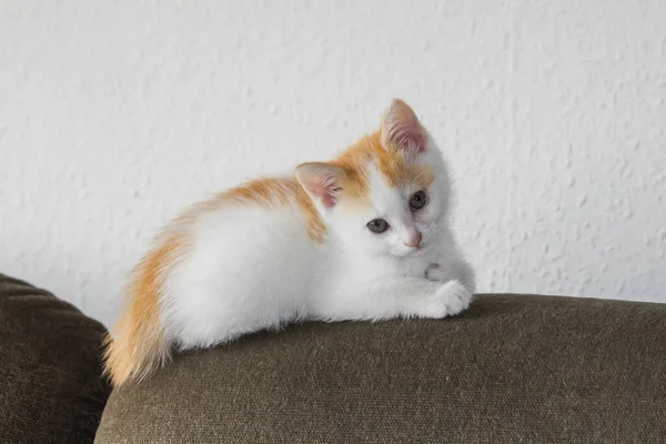 Red White Little Kitten Lying Top Sofa Cushion Home Having — Zdjęcie stockowe