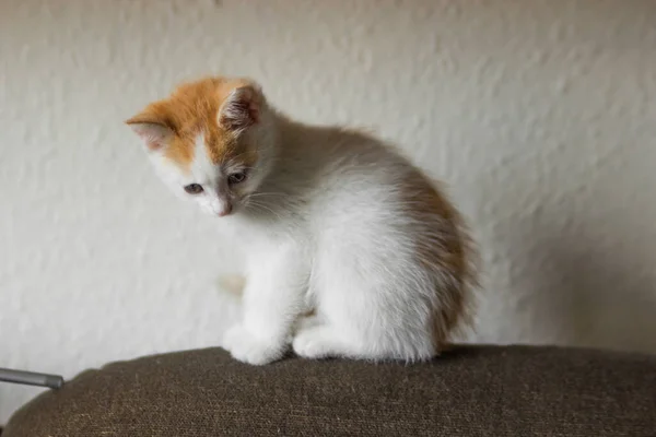 Curiosidad Gatito Blanco Con Cabeza Roja Sentado Parte Superior Cojín — Foto de Stock