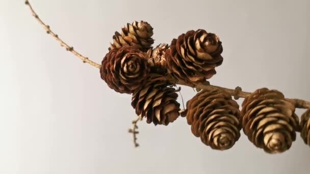 Pine Branch Many Cones Motion Isolated White Background Preparing Decoration — Vídeo de stock