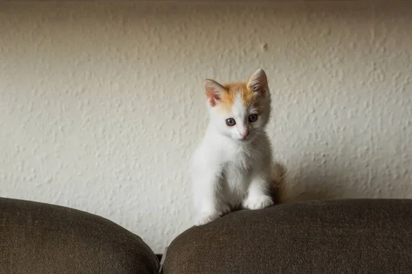 Curiosidad Gatito Blanco Con Cabeza Roja Sentado Parte Superior Cojín —  Fotos de Stock