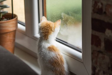 Meraklı küçük kırmızı beyaz kedi yavrusu pencere kenarında oturuyor ve pencereden yağmur damlalarına bakıyor. Arkadan bak. Yaz yağmurlu bir gün. Kedilerin boş zamanı. Evcil hayvanlar konsepti.