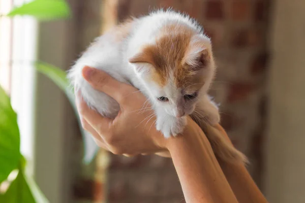 Lindo Gatito Blanco Rojo Sentado Palma Mujer Mirando Hacia Abajo — Foto de Stock