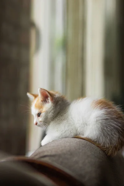 Ginger White Fluffy Little Kitten Sitting Top Sofa Cushion Home - Stock-foto