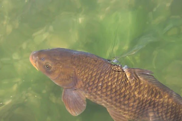 Large black wild carp fish swimming under clean blue water in the city pond. Top view and nature background. Fishing is prohibited. Save the planets fish species and wildlife concept.