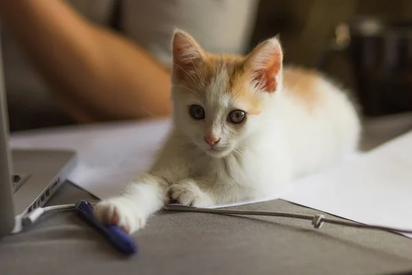 Student doing homework with his cat at quarantine. Cute red and white kitten lies on a grey table next to study supplies - sheets of paper, pen, laptop. Back to school. Self-education concept.