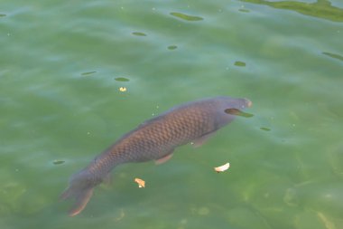 Şehrin göletinde temiz mavi suyun altında yüzen büyük siyah sazan balığı. Doğa geçmişi. Balık tutmak yasaktır. Gezegenleri kurtarın. Balık türleri ve vahşi yaşam kavramı.. 