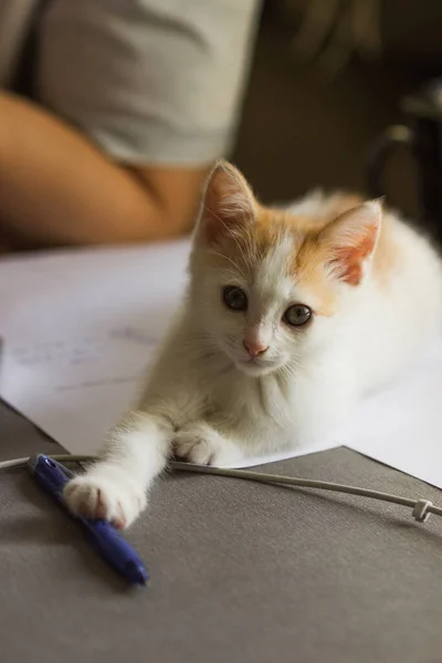 Student doing homework with his cat at quarantine. Cute red and white kitten lies on a grey table next to study supplies - sheets of paper, pen, laptop. Back to school. Self-education concept.