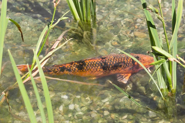 Große Schwarze Und Orangefarbene Koi Fische Schwimmen Unter Wasser Auf — Stockfoto