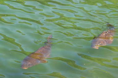 Two large black wild carp fishes swimming under clean blue water in the city pond. Nature background. Fishing is prohibited. Save the planets fish species and wildlife concept. 