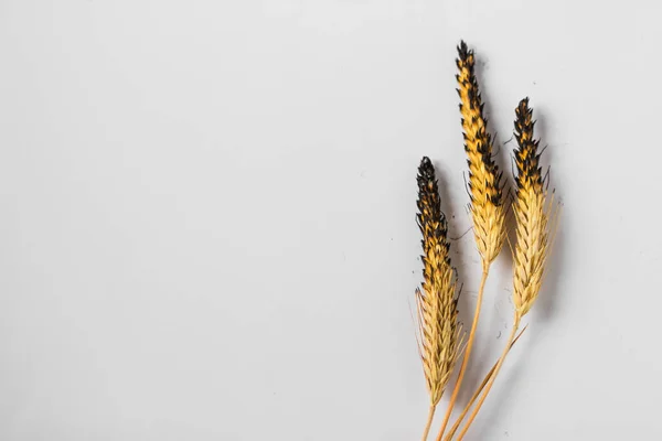 Burnt charred ears of wheat isolated on the white background. Concept of hunger and food crisis in European and African countries. Massively burned Ukrainian fields of wheat and crops of grain.